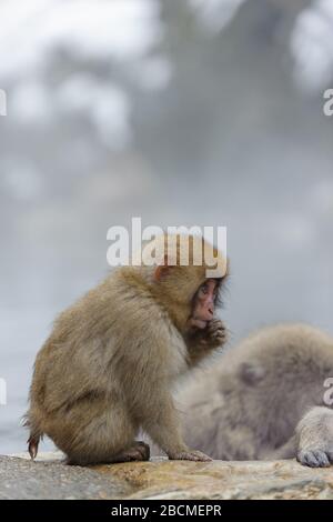 Sozial segregierte Macaque im Thermalbad im Schneeaffenreservat in Japan Stockfoto