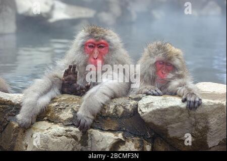 Japanische Macaque troupe Geselligkeit nach Rang in den nebligen, Thermalquellen in den Bergen rund um Yudanaka. Stockfoto