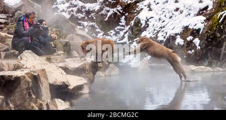 Japanischer Tourist fotografiert einen Makak, der in einem Mehrfachbild von exponierten Felsen im Thermalpool auf einen Felsvorsprung auf der anderen Seite springt. Stockfoto