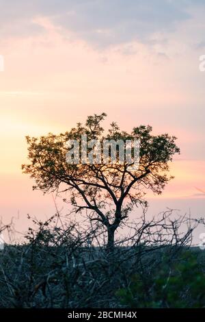 Silhouette eines Baumes mit einem bunten Sonnenaufgang in der afrikanischen Savana. Gedreht im Kruger National Park in Südafrika. Stockfoto