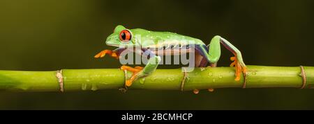 Mittel-/Südamerikanischer Rotäugiger Baumfrosch (Agalychnis callidyas), der an einem Bambusstamm entlang geht Stockfoto