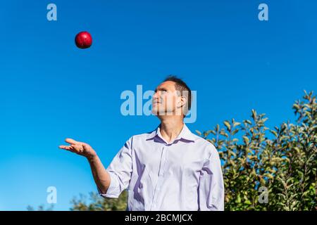 Apfelplantagen und fröhlicher Mann Bauerngärtner jonglieren Obst lächelnd mit roten Äpfeln im Hintergrund im Garten im Herbst Bauernland in VI Stockfoto