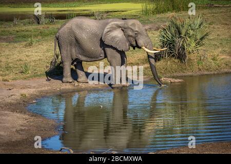 Afrikanische Elefanten Stockfoto