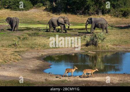 Afrikanische Elefanten Stockfoto