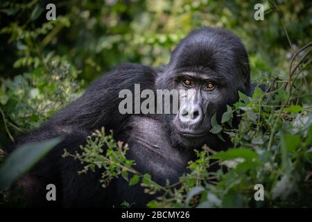 Wild bedrohte Berg-Gorillas in Uganda. Stockfoto