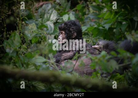 Wild bedrohte Berg-Gorillas in Uganda. Stockfoto