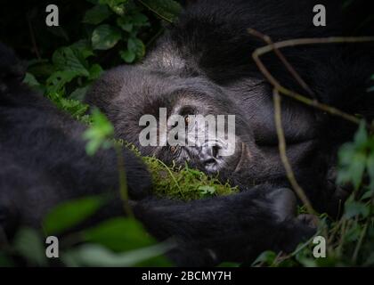 Wild bedrohte Berg-Gorillas in Uganda. Stockfoto