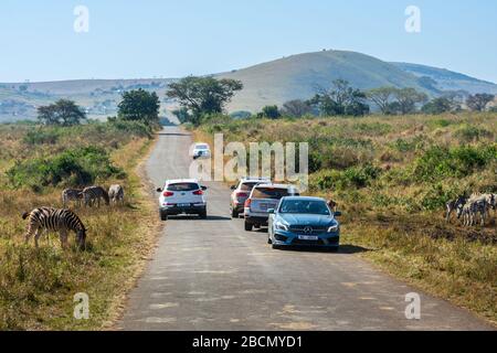 Das Fahren im Imfolozi-Nationalpark. Stockfoto