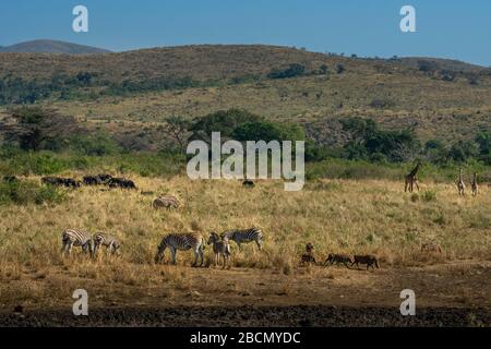 Afrikanische Elefanten Stockfoto