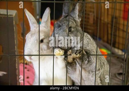 Zwei Kaninchen Betteln Um Aufmerksamkeit Stockfoto