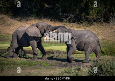 Afrikanische Elefanten Stockfoto