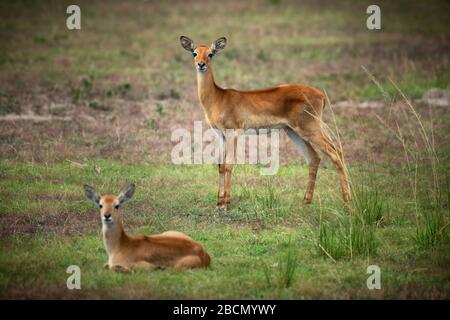 Ugandische Kob-Frauen im Queen Elizabeth National Park Stockfoto