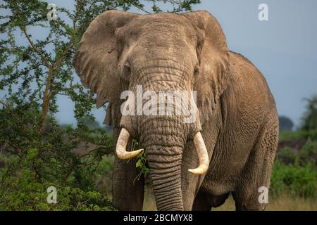 Afrikanische Elefanten Stockfoto