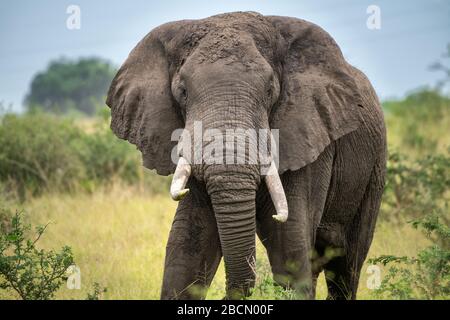 Afrikanische Elefanten Stockfoto