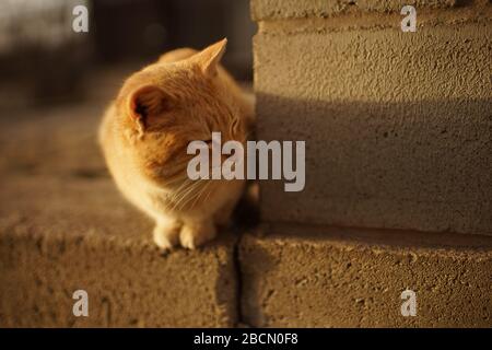 Die süße Ingwerkatze genießt einen warmen Tag und sitzt auf einem Steinboden in der Nähe des Gebäudes Stockfoto