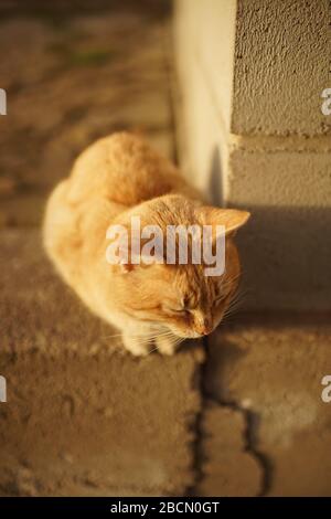 Schöne Ingwerkatze genießt einen warmen Tag auf einem Steinboden in der Nähe des Gebäudes Stockfoto