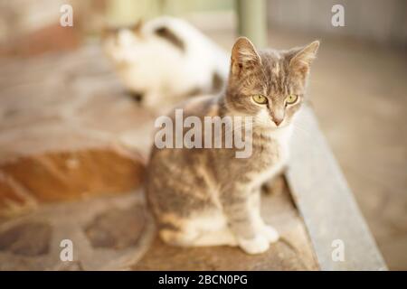 Süßes junges Ascheporträt auf den Steinstufen im Freien. Stockfoto