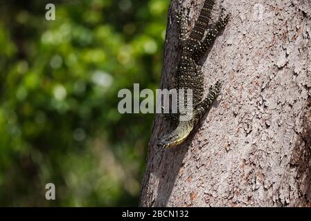Baum-Goanna beim Klettern auf einem gumtree in Queensland, Australien Stockfoto