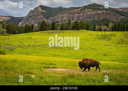 Ein einsamer Bison graziert im Sommergrasland im Yellowstone National Park in Wyoming. Stockfoto