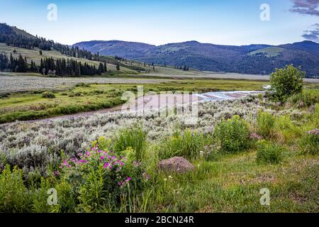 Der Soda Butte Creek ist ein bedeutender Zufluss des Lamar River im Yellowstone National Park. Stockfoto