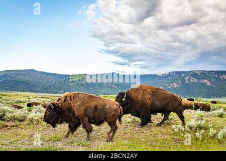 Eine Bison-Herde weidet am Straßenrand im Lamar Valley im Yellowstone National Park in Wyoming. Stockfoto