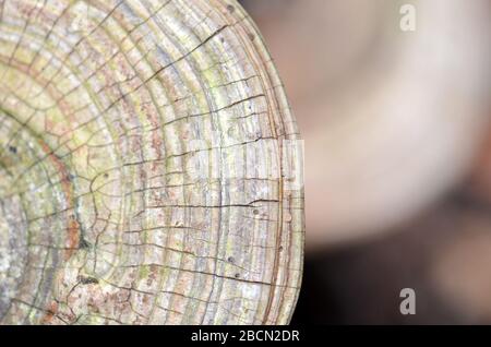 Nahaufnahme der Wachstumsschichten des Haltestilzes Ganoderma applanatum, Familie Ganodermataceae, Klasse Agaricomycetes, wächst auf einem verrotteten Log in te Stockfoto