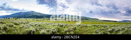 Eine Bison-Herde weidet im Lamar Valley im Yellowstone National Park in Wyoming. Stockfoto