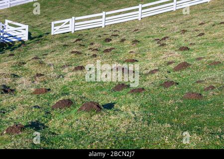Schädlingsschäden, viele Molehügel in einem grasigen Feld an einem sonnigen Tag, weiße Zäune Stockfoto