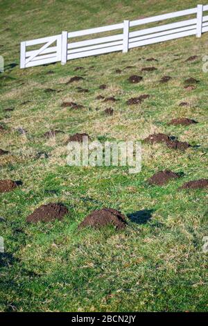 Schädlingsschäden, viele Molehügel in einem grasigen Feld an einem sonnigen Tag, weiße Zäune Stockfoto