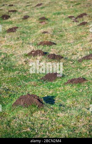 Schädlingsschäden, viele Molehügel in einem grasigen Feld an einem sonnigen Tag Stockfoto