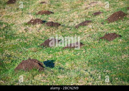 Schädlingsschäden, viele Molehügel in einem grasigen Feld an einem sonnigen Tag Stockfoto