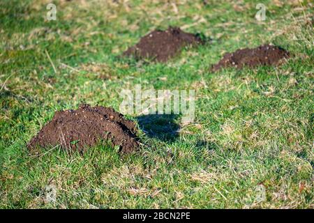 Schädlingsschäden, viele Molehügel in einem grasigen Feld an einem sonnigen Tag Stockfoto
