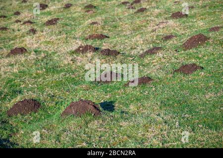 Schädlingsschäden, viele Molehügel in einem grasigen Feld an einem sonnigen Tag Stockfoto