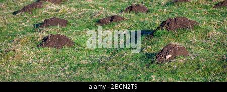 Schädlingsschäden, viele Molehügel in einem grasigen Feld an einem sonnigen Tag Stockfoto