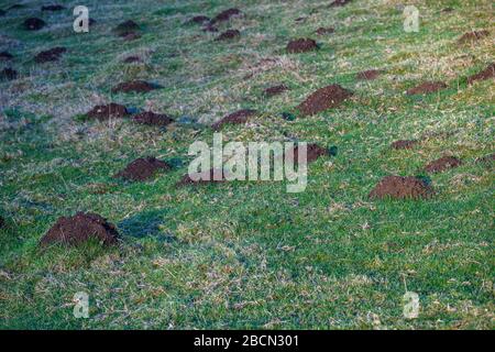 Schädlingsschäden, viele Molehügel in einem grasigen Feld an einem sonnigen Tag Stockfoto