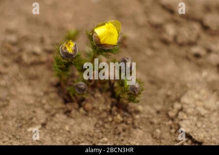Gelbe Blumen adonis wachsen im Boden. Stockfoto