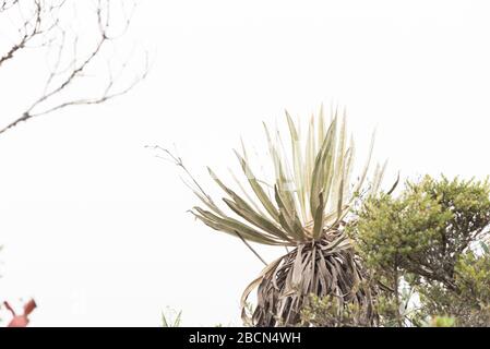 Chingaza-Nationalpark, Kolumbien. Native Vegetation, Paramoökosystem: Frailejon, espeletia uribei Stockfoto