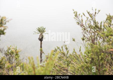 Chingaza-Nationalpark, Kolumbien. Native Vegetation, Paramoökosystem: Frailejon, espeletia uribei Stockfoto