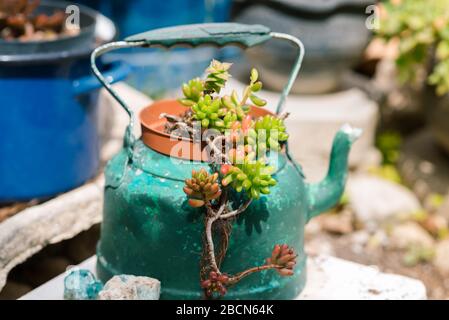 Ideen für wiederverwendete Pflanzmaschinen. Gebrauchtkessel, Töpfe, alte Teekannen verwandeln sich in Gartenblütentöpfe. Recyceltes Gartendesign und schwaches Lifestyle. Stockfoto