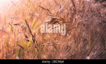 Bunte Pflanzen und Gras auf dem Feld Stockfoto