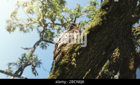 Eule versteckt sich auf dem Baum im Douglas Park in Victoria BC Kanada Stockfoto