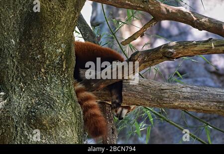 Roter Panda balanciert auf einem Baumzweig und macht am Nachmittag ein Nickerchen in einer Zooausstellung. Stockfoto