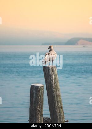 Möwe auf dem Wald auf Vancouver Island in der kleinen Küstenstadt Sidney. Stockfoto