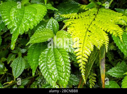 Darjeeling ist eine Stadt und eine Gemeinde im indischen Bundesstaat Westbengalen. Stockfoto