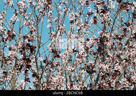 Myrobalan Pflaume auf dem Höhepunkt ihrer Blüte Stockfoto