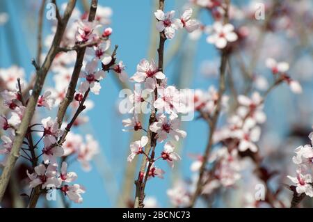 Myrobalan Pflaume auf dem Höhepunkt ihrer Blüte Stockfoto