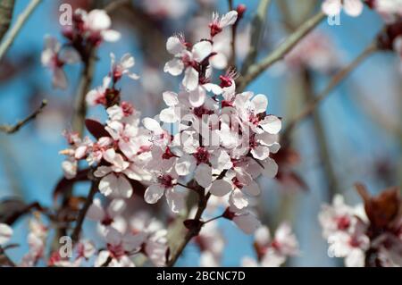 Myrobalan Pflaume auf dem Höhepunkt ihrer Blüte Stockfoto