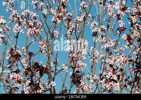 Myrobalan Pflaume auf dem Höhepunkt ihrer Blüte Stockfoto