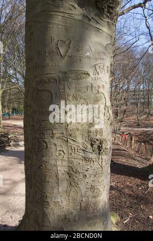 Baum mit geschnitzten Namen und Herzen Stockfoto