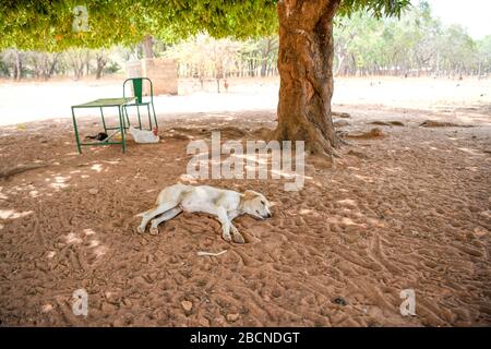 Afrika, Burkina Faso, Region Pô, Tiebele. Ein Hund liegt auf dem Sand unter einem Baum. Stockfoto